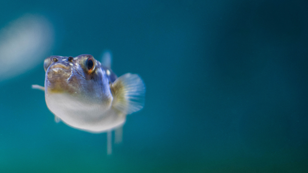fish gill damage ammonia
