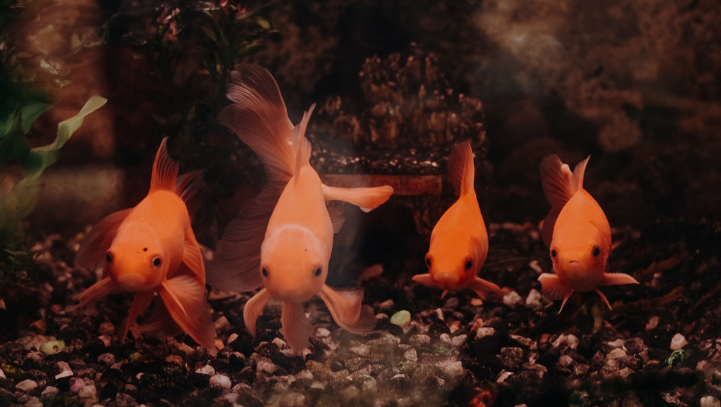 Transform Your Aquarium: Large Fish Tank Decoration Ideas 1 large fish tank decoration ideas