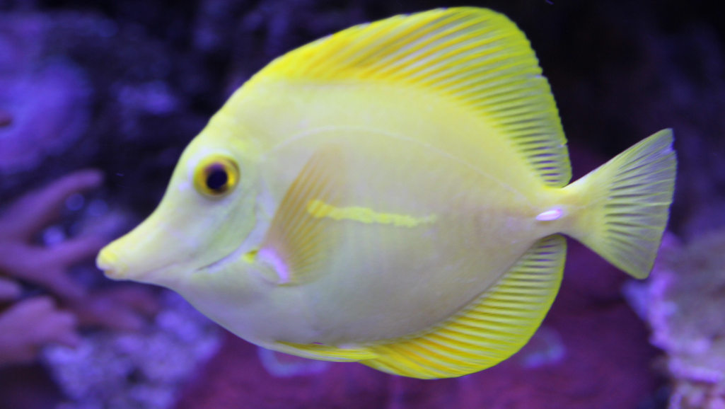 marine fish reproduction