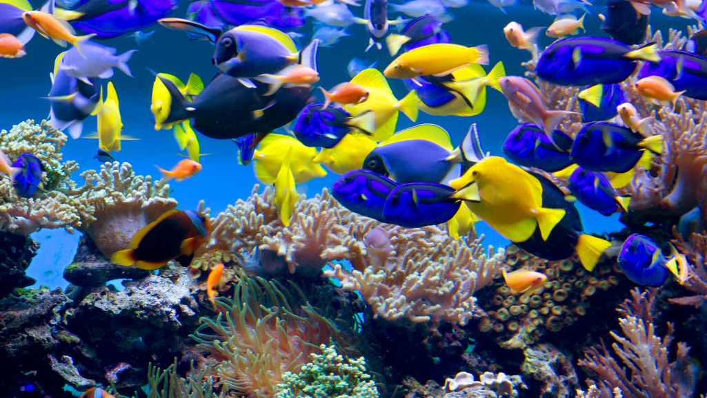 nitrogen cycle in aquariums
