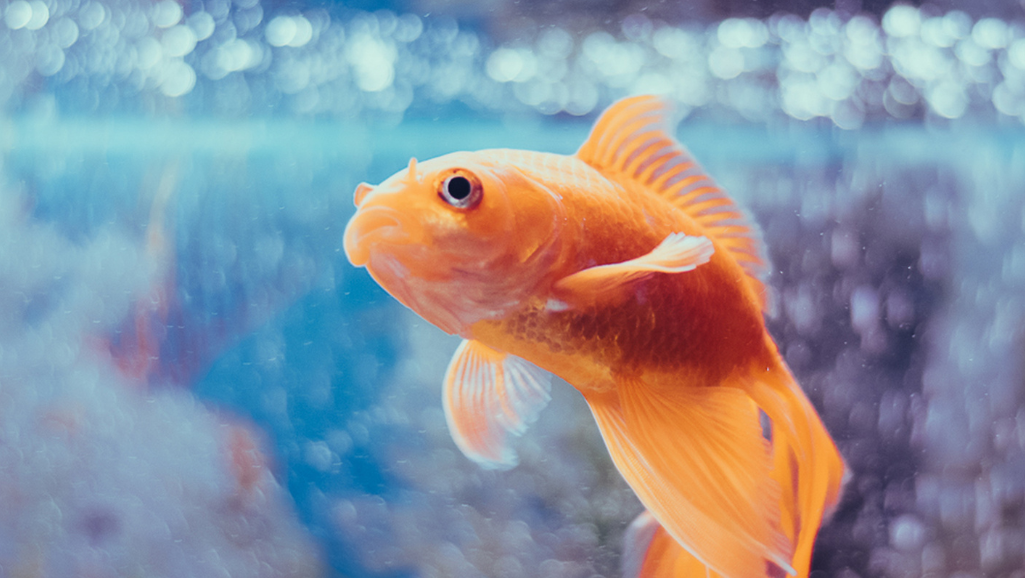 reducing ammonia fish tank