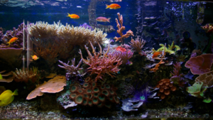 Saltwater Aquarium Kit