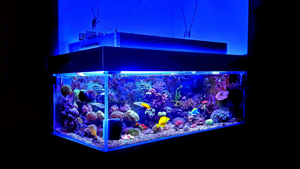 saltwater tank filter media