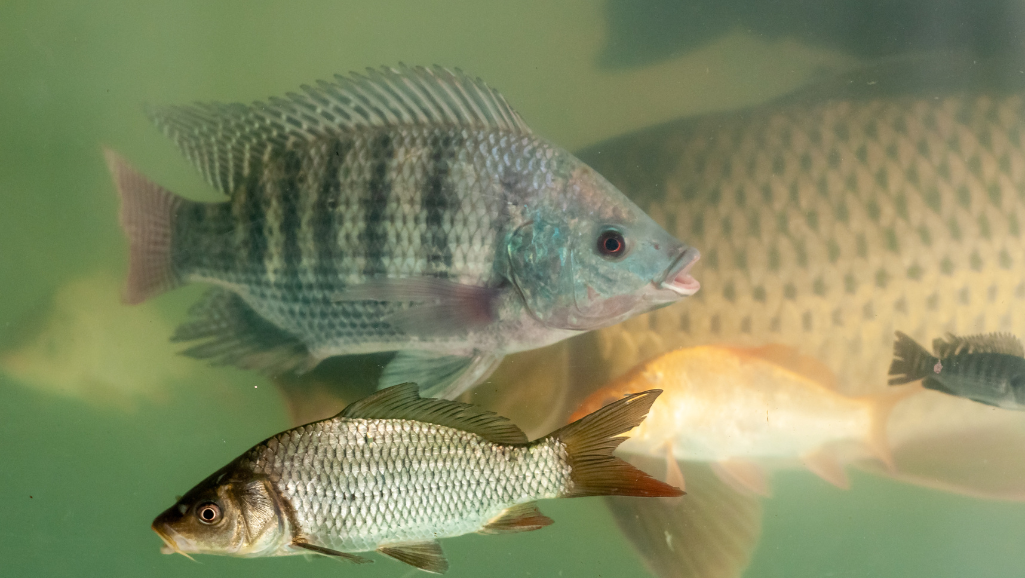 Stress Coat for Fish: Complete Guide to Fish Care 1 stress coat for fish