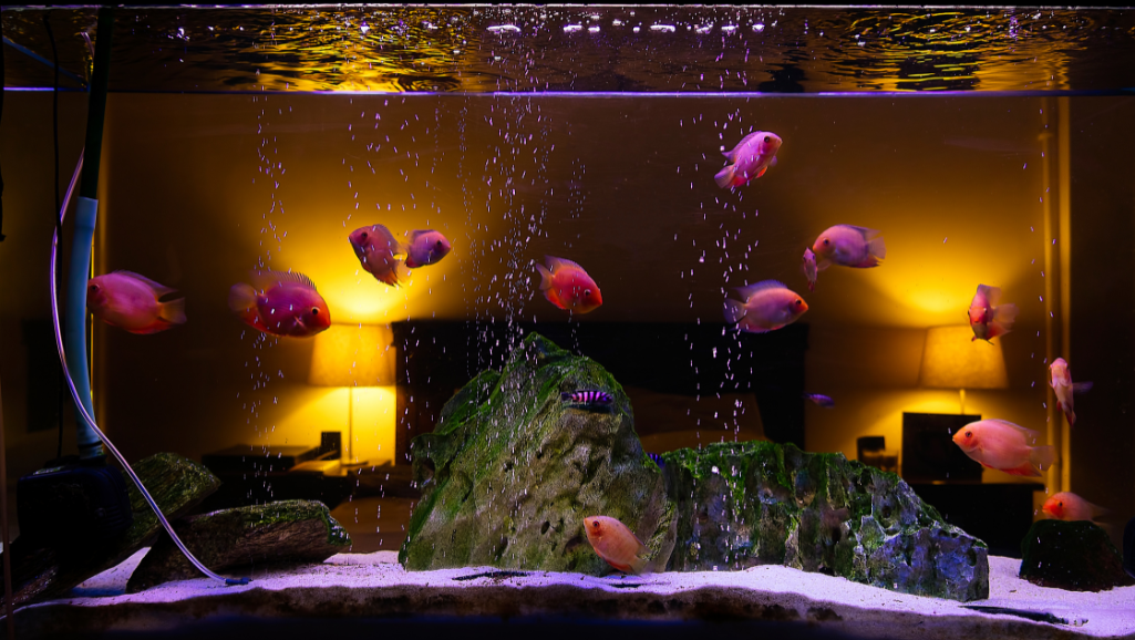 stress in aquarium fish