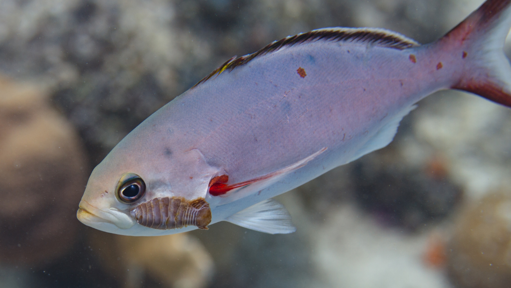 Effective Treatment for Parasites in Fish Guide 1 treatment for parasites in fish