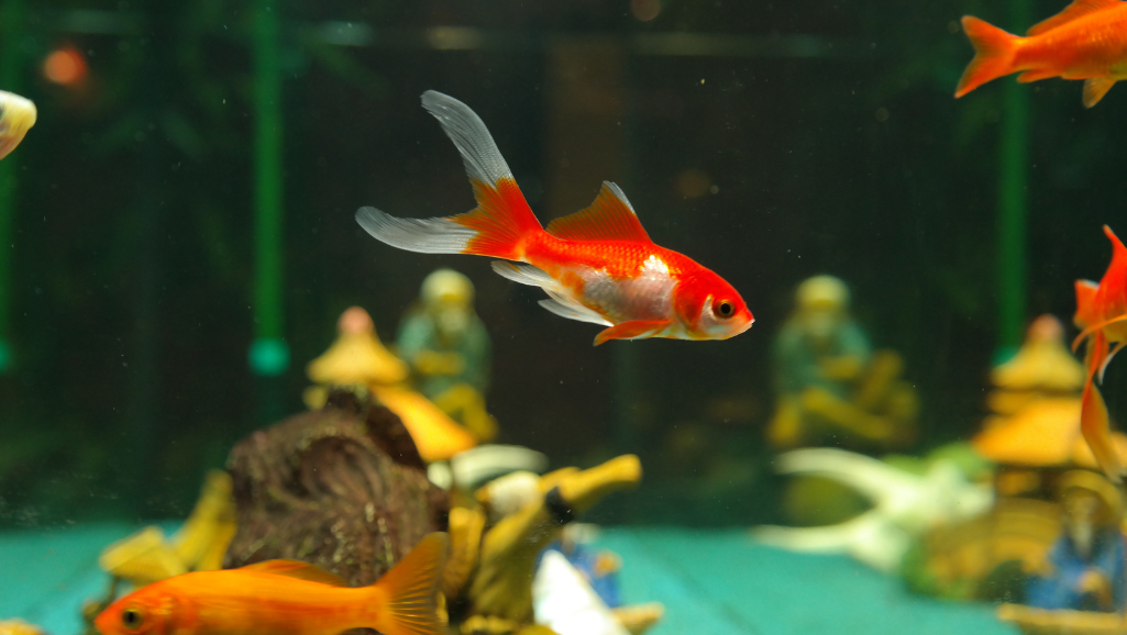 veterinarian examining fish for disease
