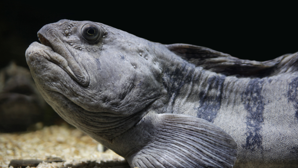 wolf fish aquaculture