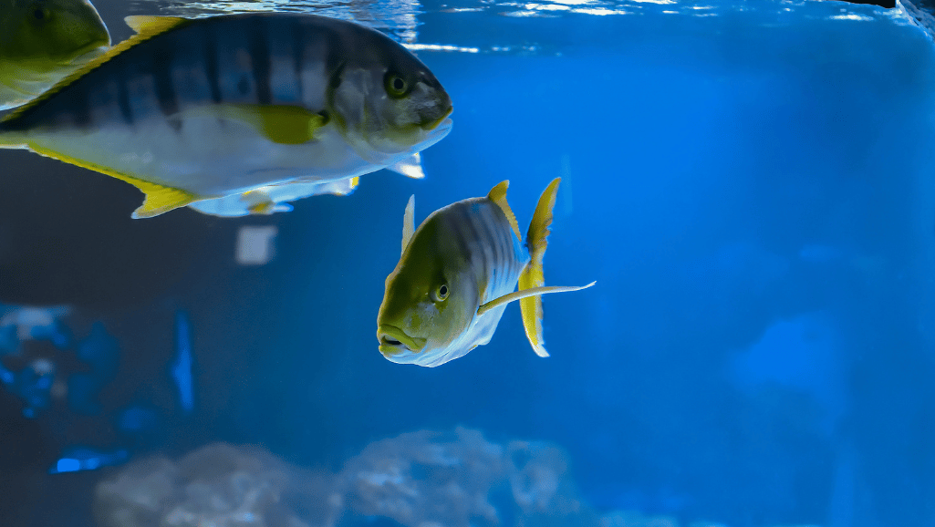 Aquarium Fish Compatibility Chart