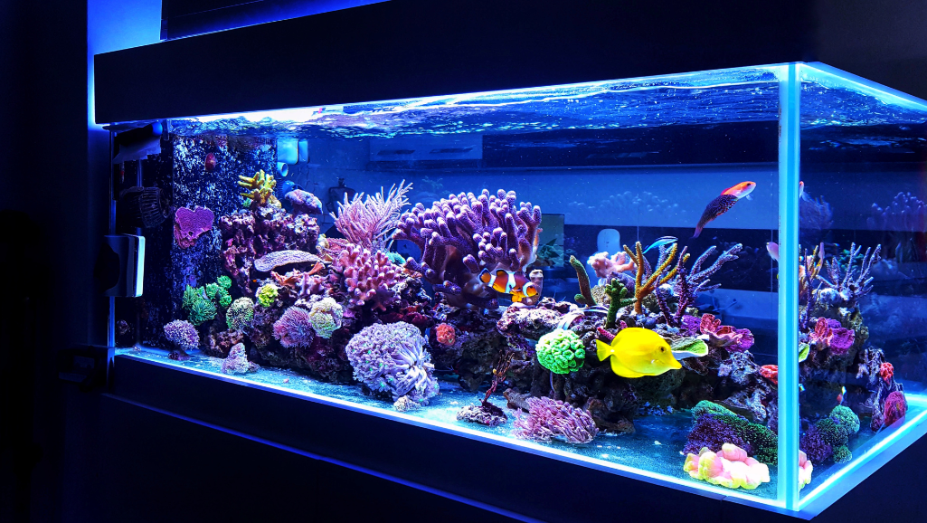 Aquarium Setup