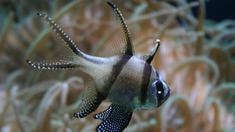 Banggai Cardinalfish: A Guide to Care & Habitat 14 Banggai Cardinalfish