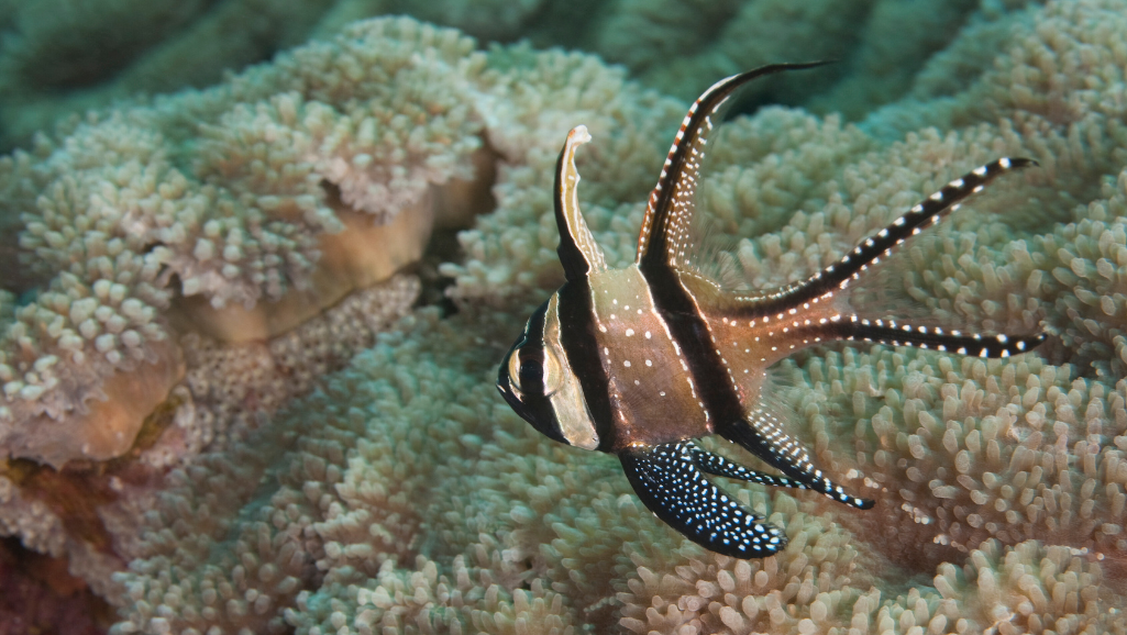 Banggai Cardinalfish care