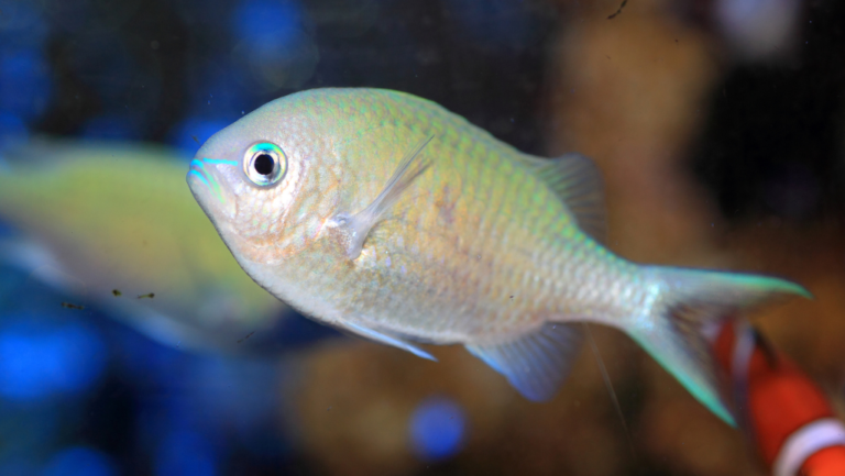 Blue Green Chromis Care & Habitat Guide 1 Blue Green Chromis