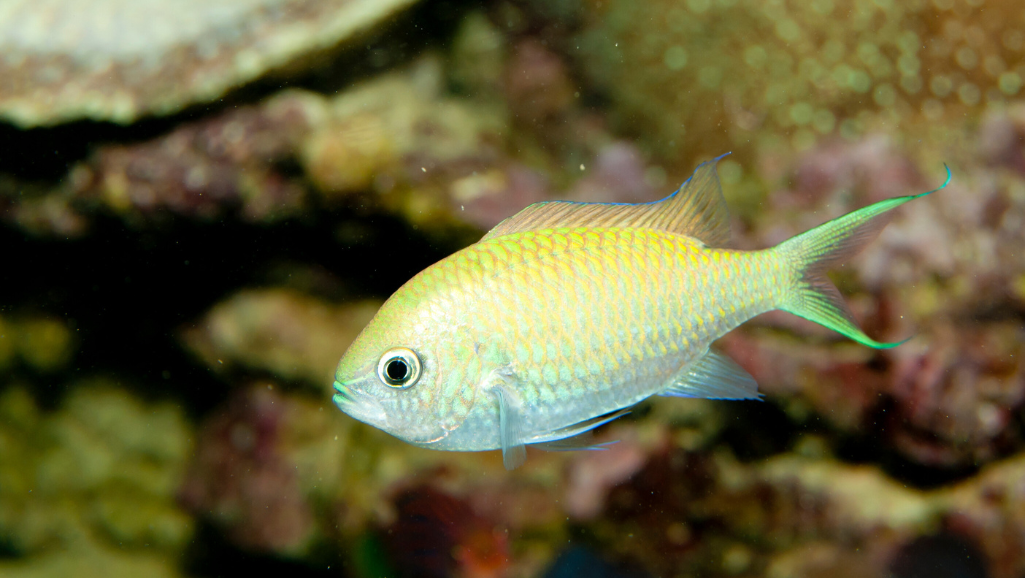 Blue Green Chromis Feeding