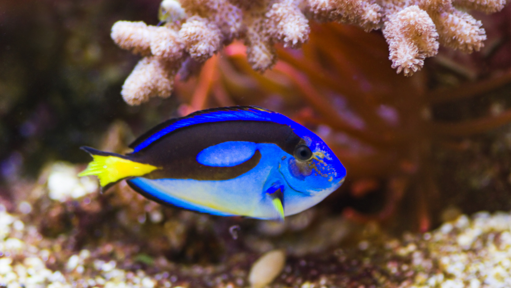 Blue Tang Palette Surgeonfish