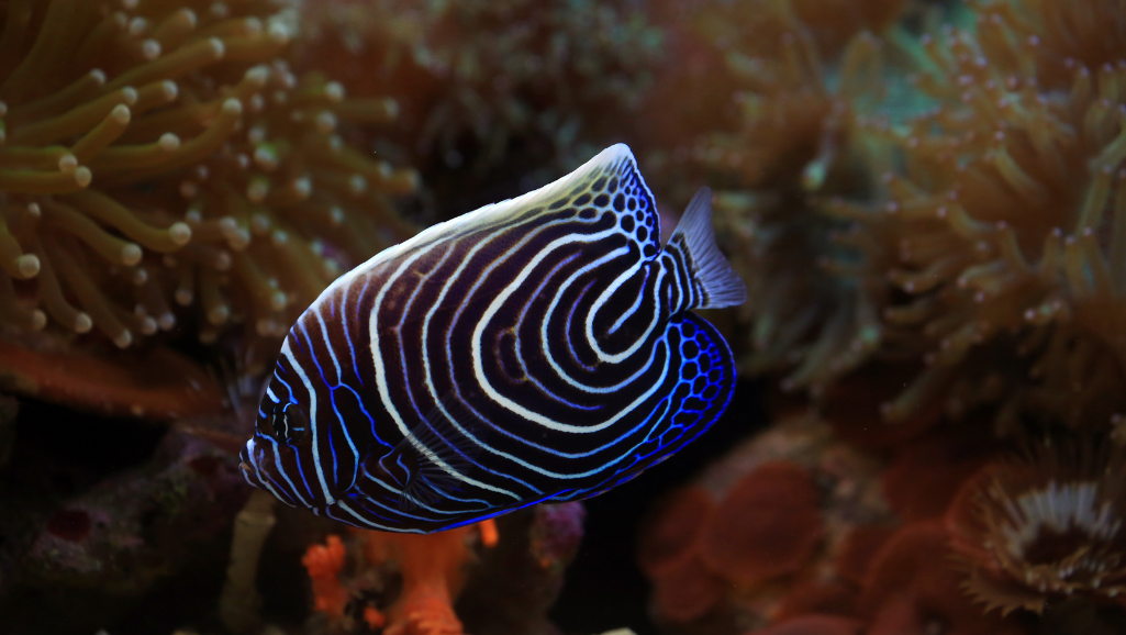 Breeding Flame Angelfish