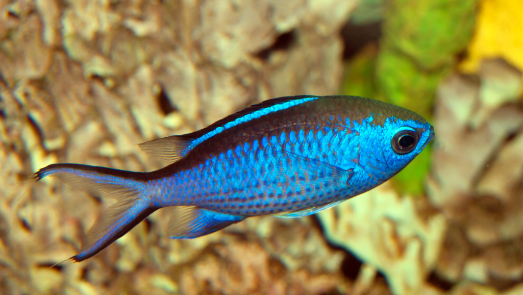 Chromis Fish Care