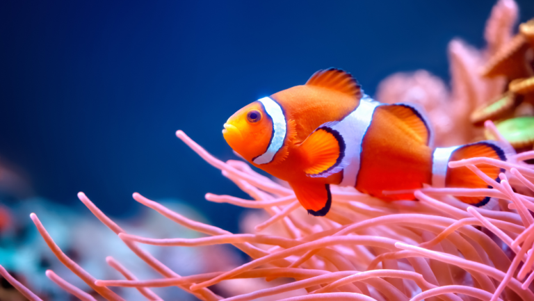 Clownfish: Fascinating Facts About Sea Life 13 Clownfish