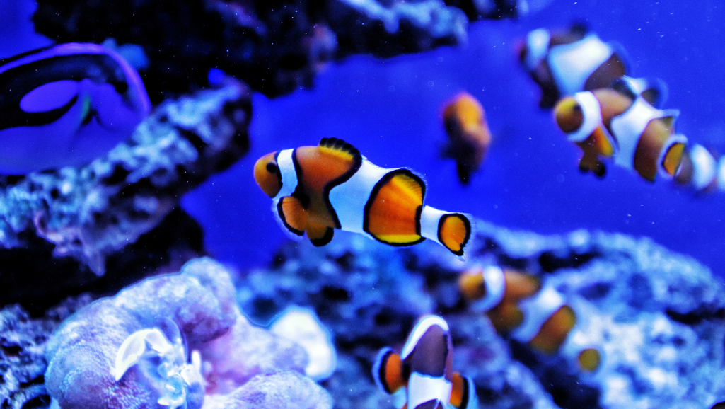 Clownfish Parental Care