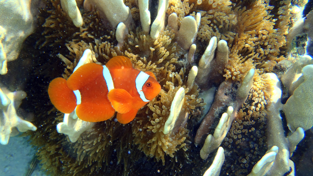 Clownfish and Sea Anemones