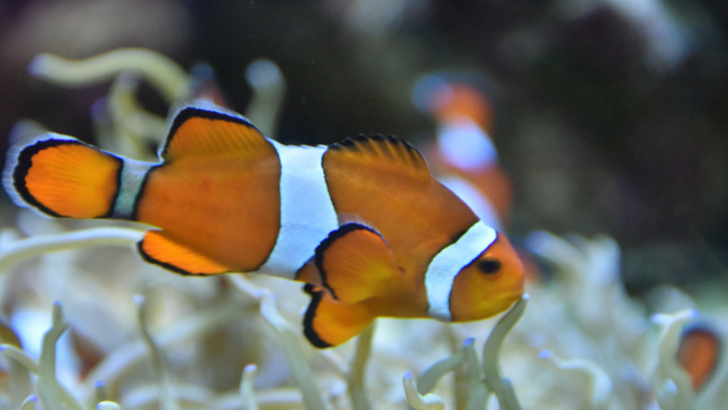 Clownfish in Natural Habitat