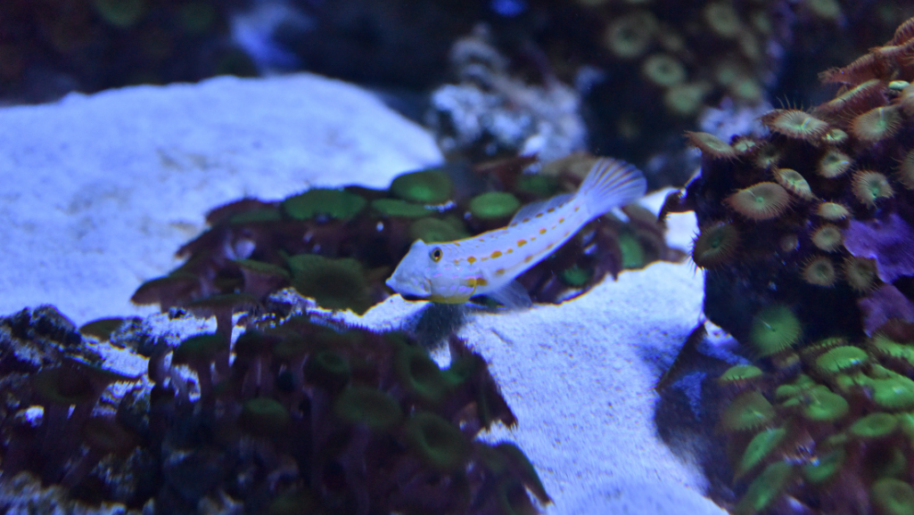 Common Aquarium Diseases