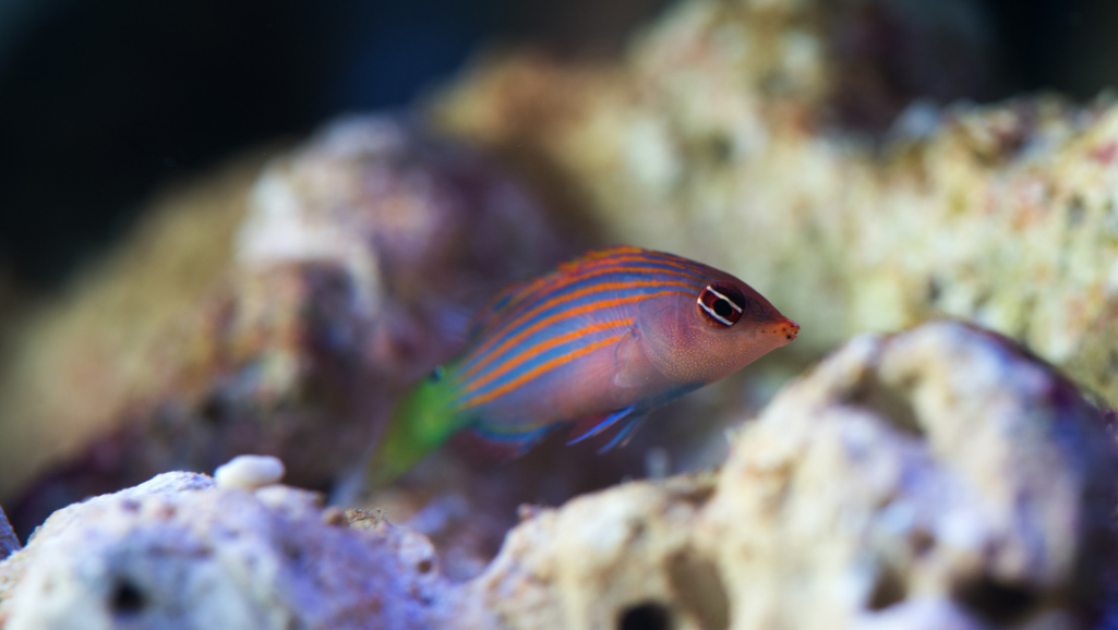 Compatibility of Six Line Wrasse in Reef Tanks