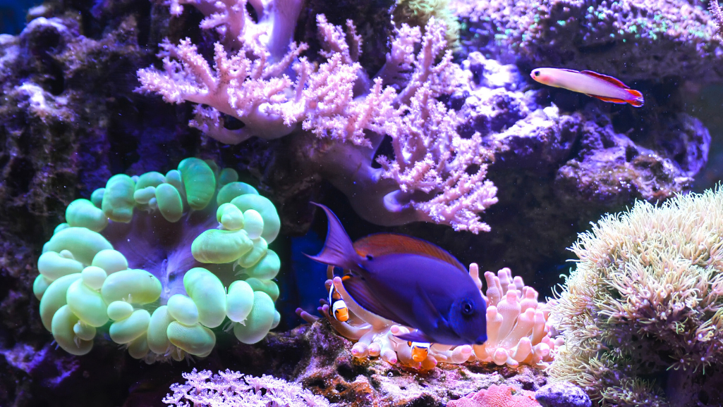 Compatible Marine Aquarium Tank Mates