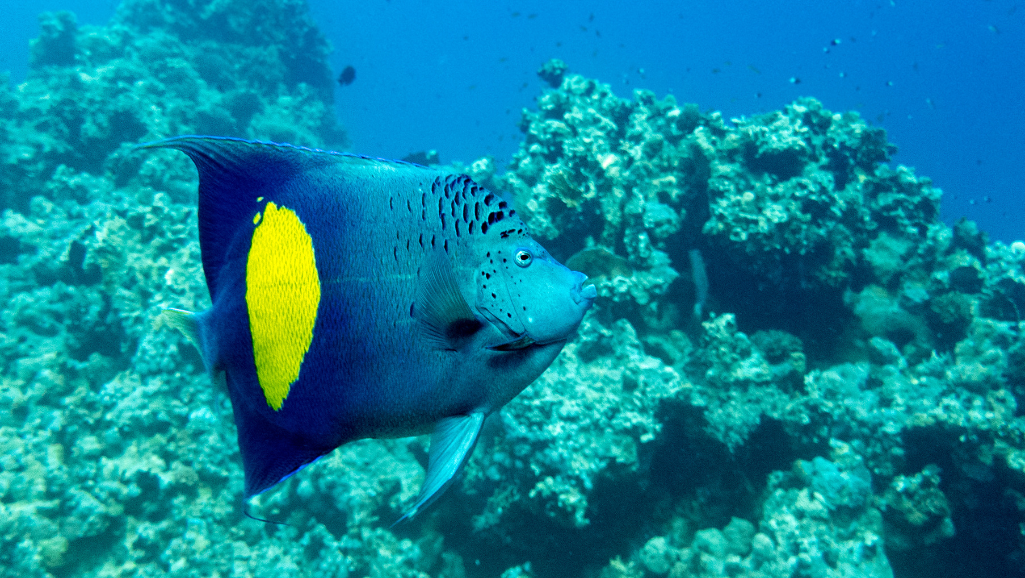 Coral Beauty Angelfish Compatibility