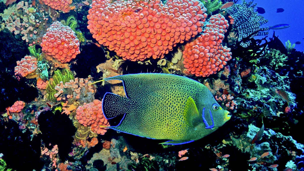 Coral Beauty Angelfish Feeding
