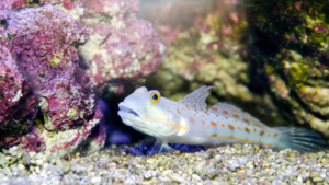 Diamond Goby