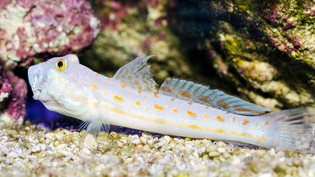 Diamond Goby Feeding