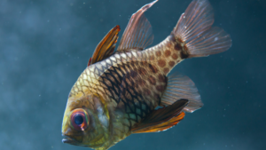 Pajama Cardinalfish Care