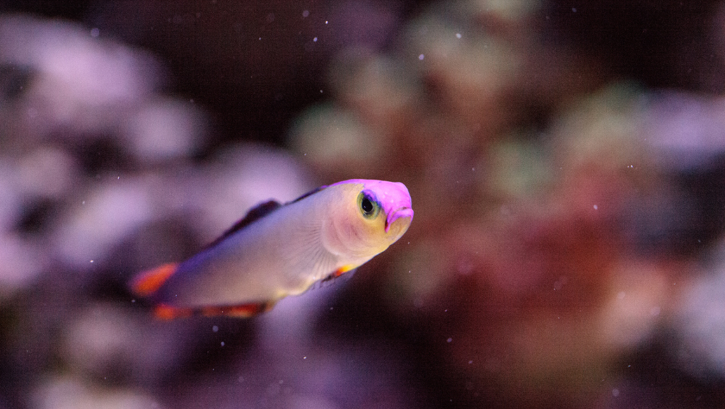 Feeding Purple Firefish