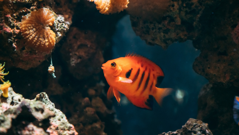 Flame Angelfish Care Guide & Habitat Essentials 1 Flame Angelfish