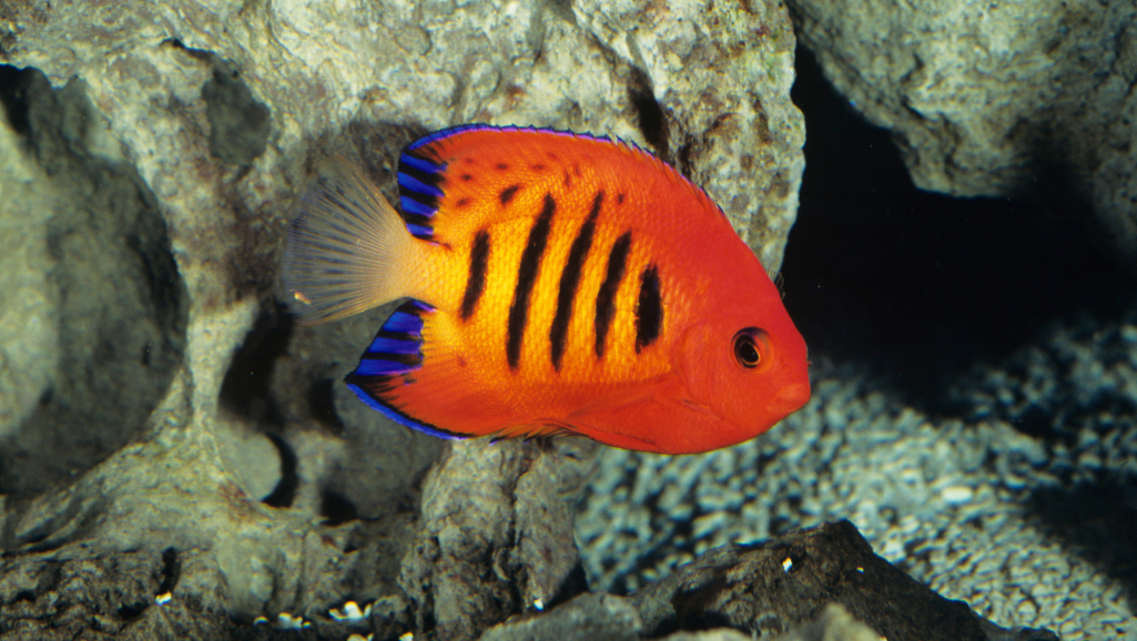 Flame Angelfish diet