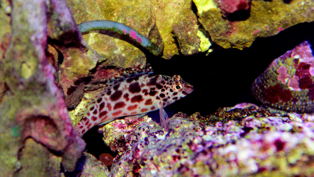 Flame Hawkfish in Tank Environment