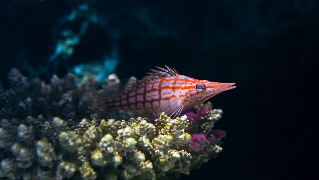 Flame Hawkfish in an Aquarium