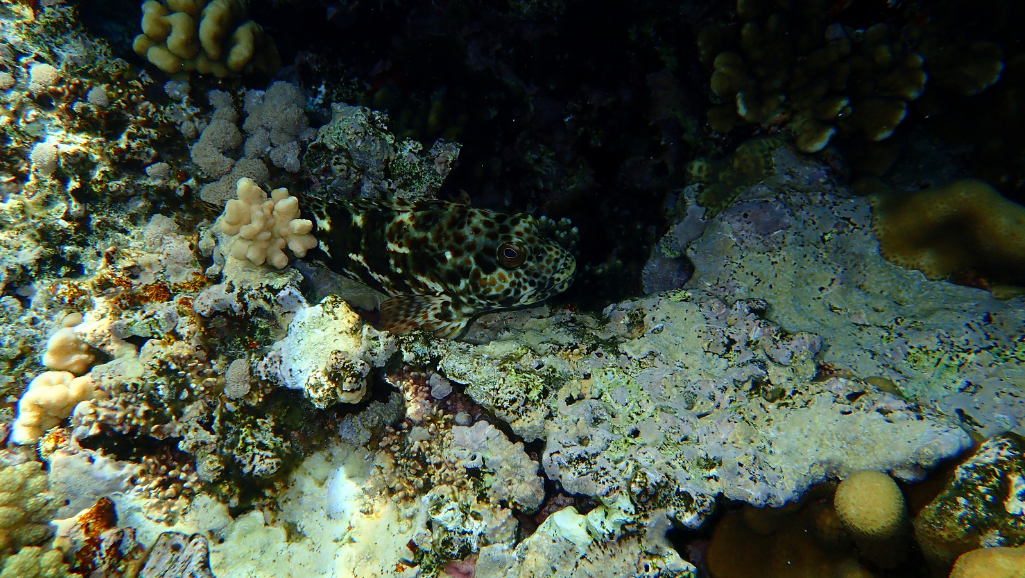 Flame Hawkfish