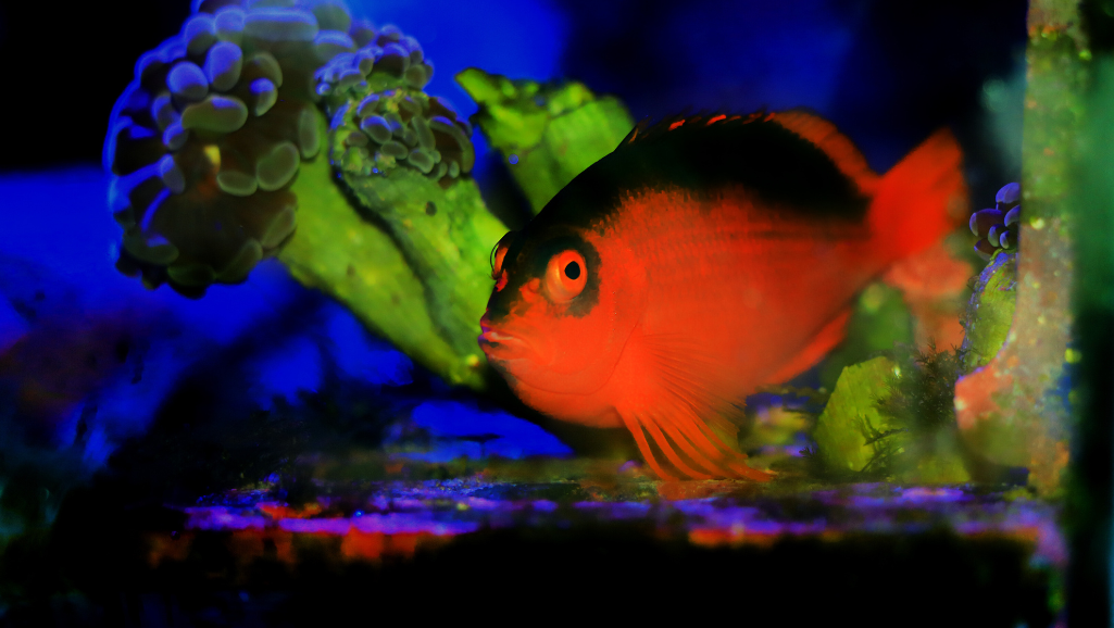 Hawkfish Flame Hawkfish Care Guide & Facts 1 Hawkfish Flame Hawkfish