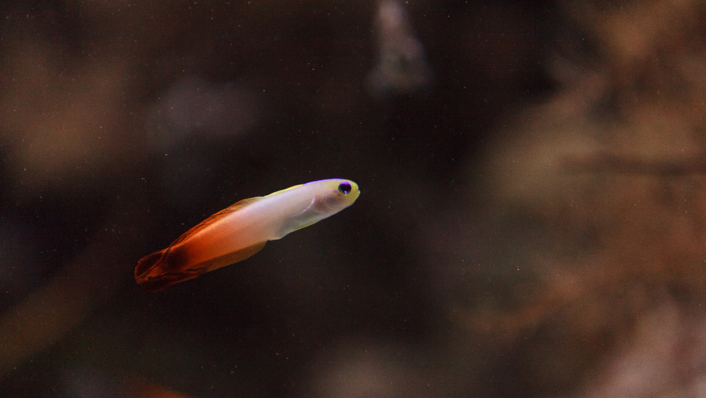Healthy Purple Firefish