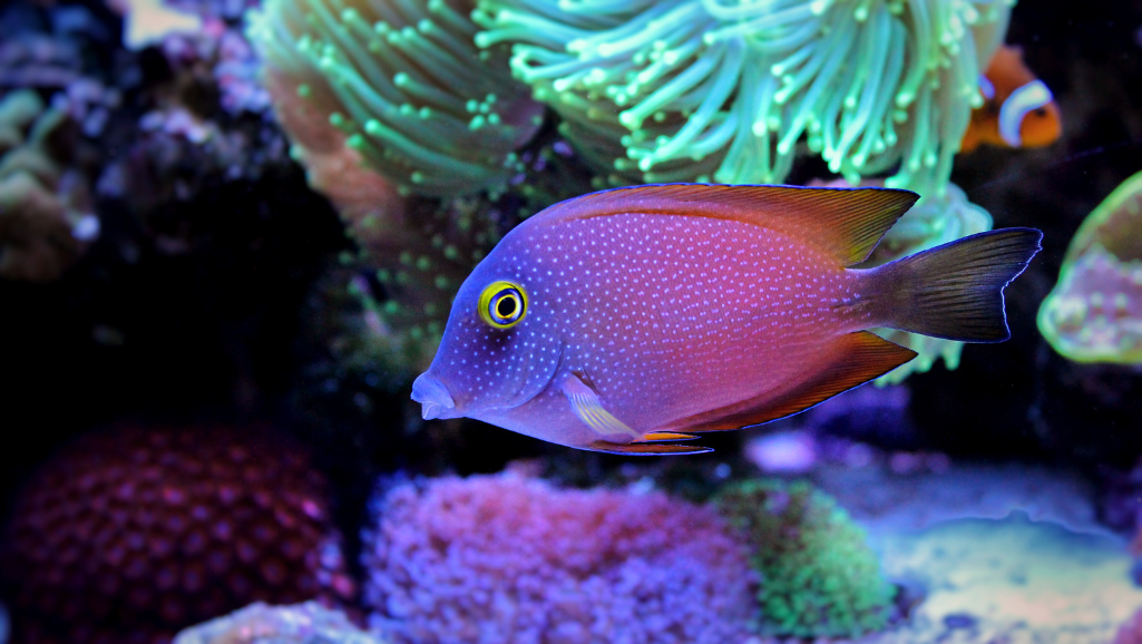Kole Tang Tank Setup