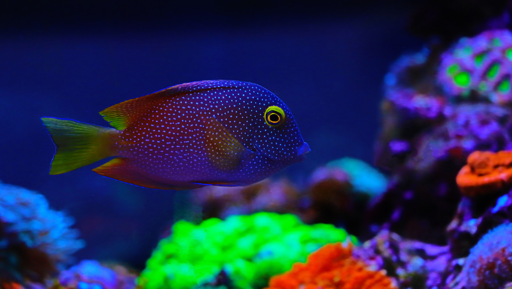 Kole Tang breeding
