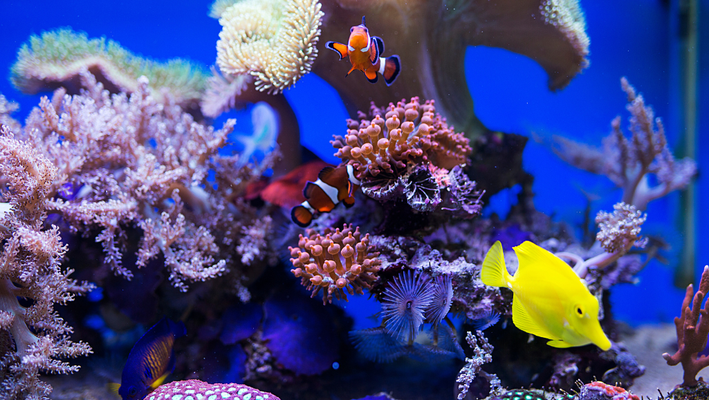 Maintaining Marine Aquarium Water Quality