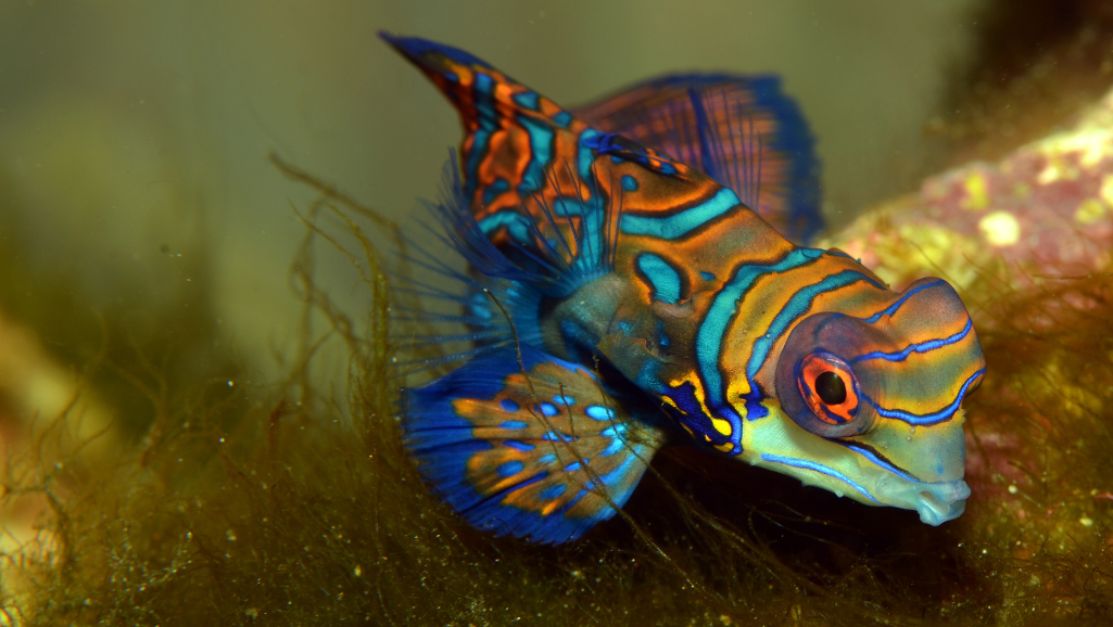 Mandarin Fish Feeding