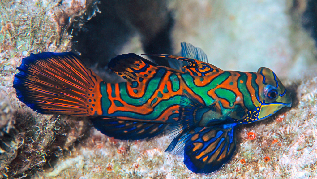 Mandarin Fish tank setup example