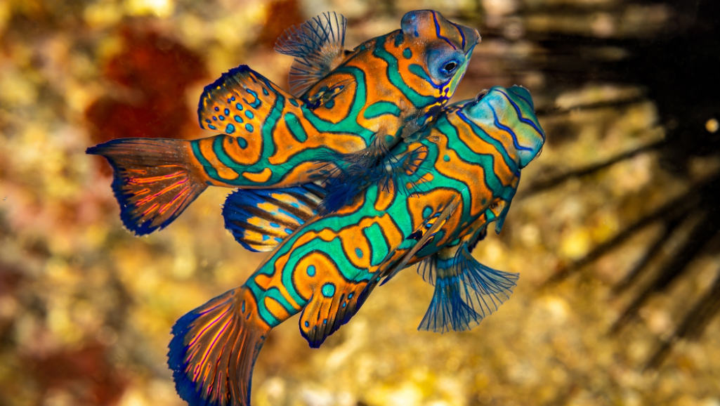 Mandarin Fish