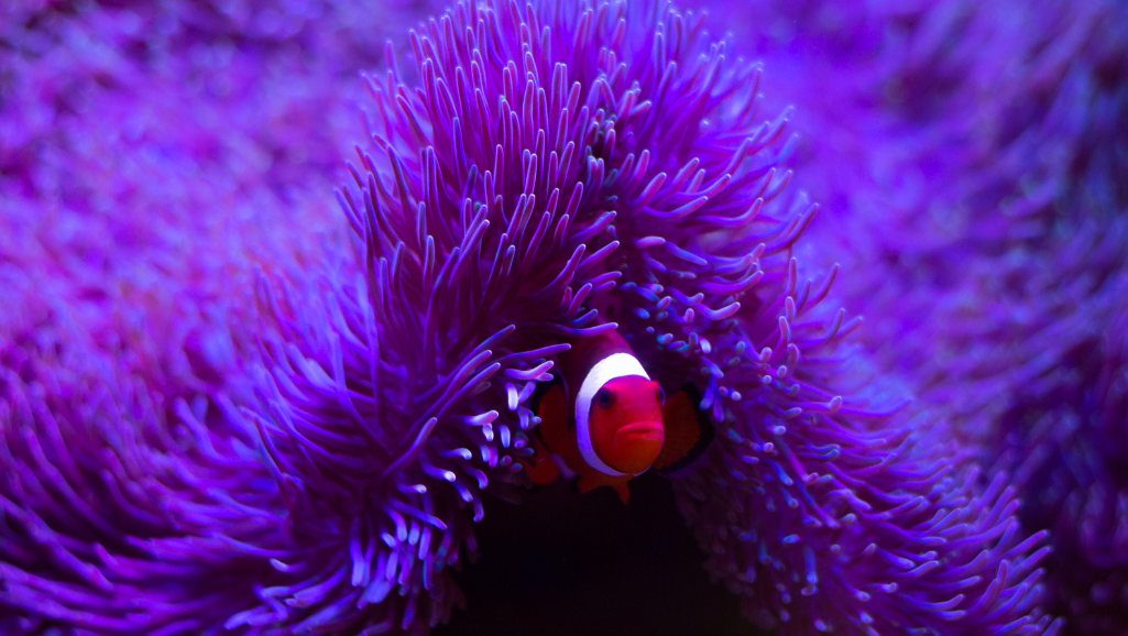 Marine Aquarium