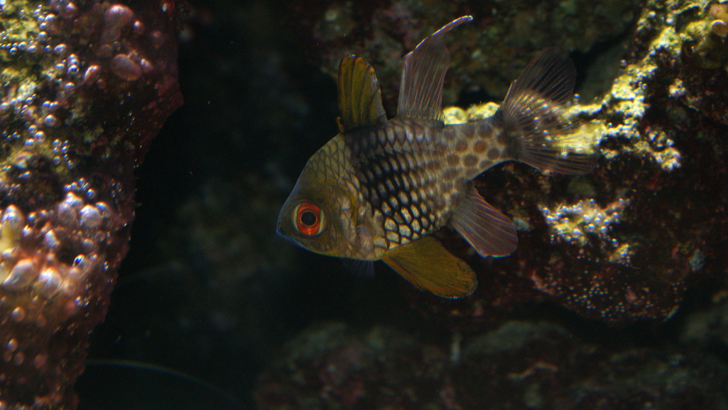 Optimal water parameters for Pajama Cardinalfish