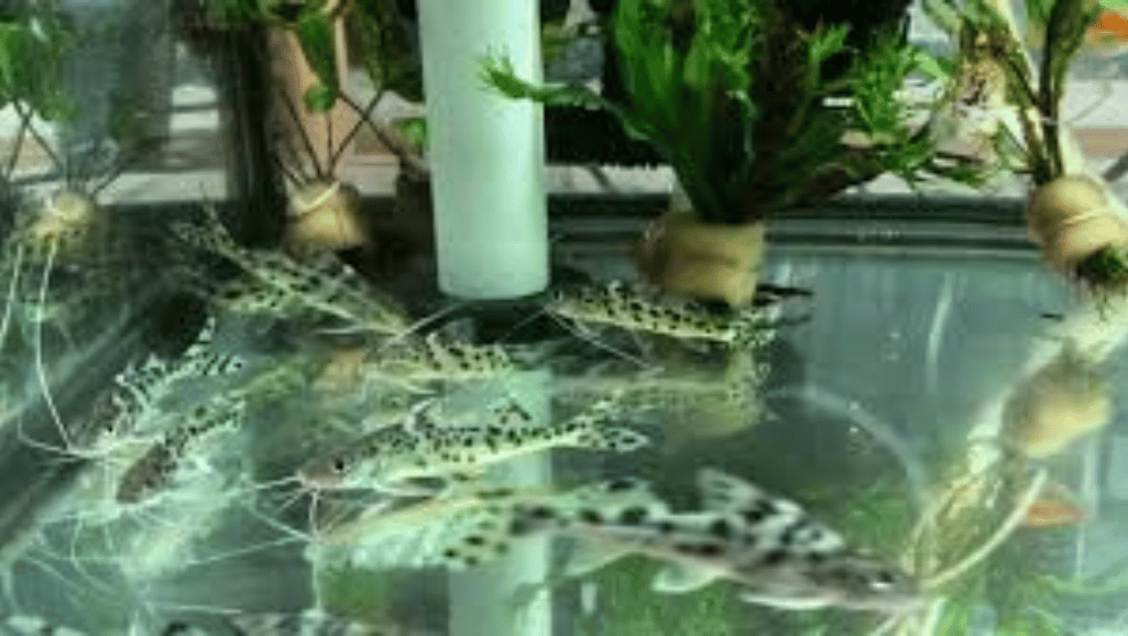 Pictus Catfish 1